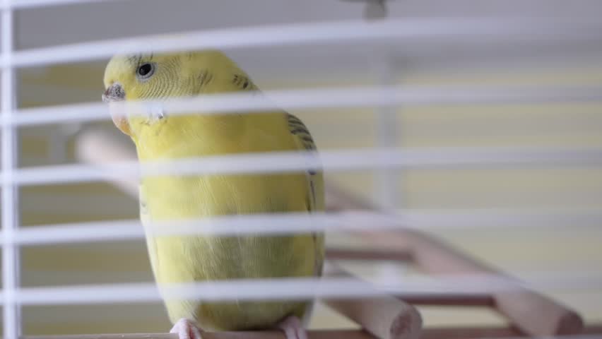 Domestic caged yellow budgie parrot.