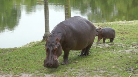 A mother and baby hippopotamus (Hippopotamus amphibius) walks onto land for feeding