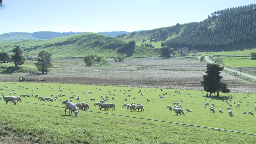 A time lapse of a tractor cultivating a field with sheep grazing in the