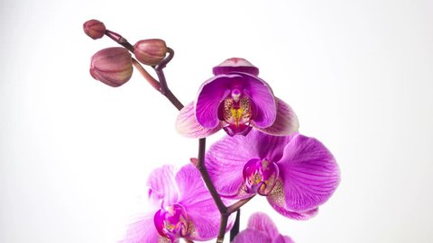 Closeup orchid flower blossom growing time-lapse on white background