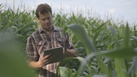 Mature Male Farmer n standing and using digital tablet in corn field
