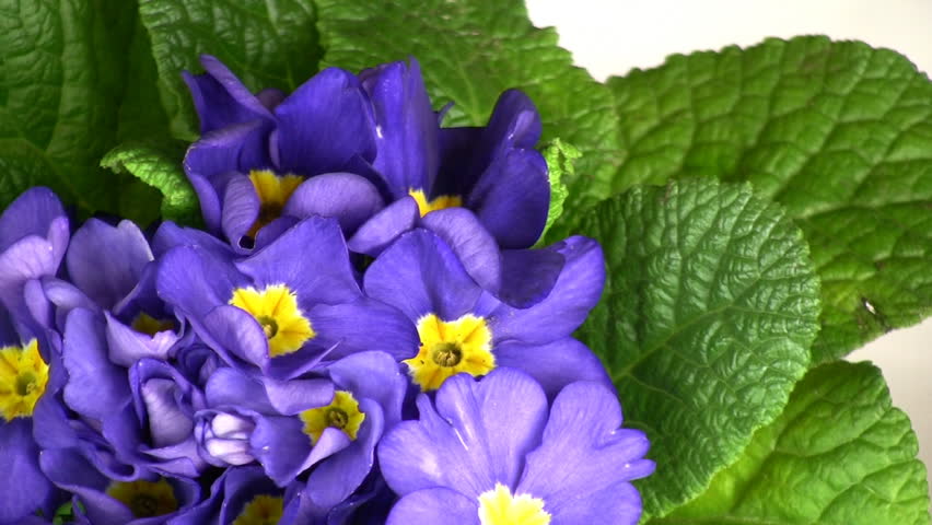 Violet flower.