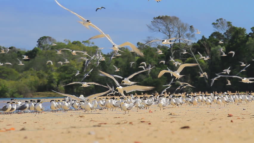 Flock of birds taking off on a beach.
