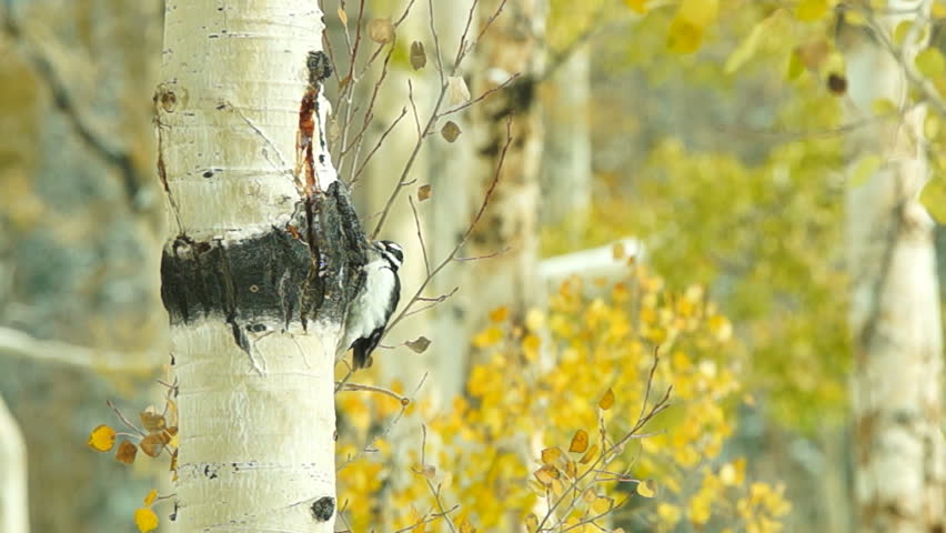 Downy Woodpecker on Aspen tree in Colorado, October as woodpecker tries to hide