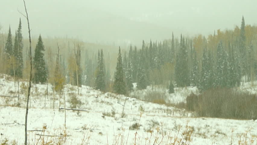 Snowstorm in the wilderness area of northern Colorado, October in the Rocky