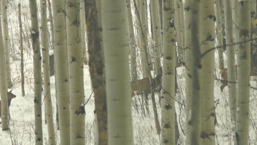 Elk migration during snowstorm in Colorado, Rocky Mountains in October.