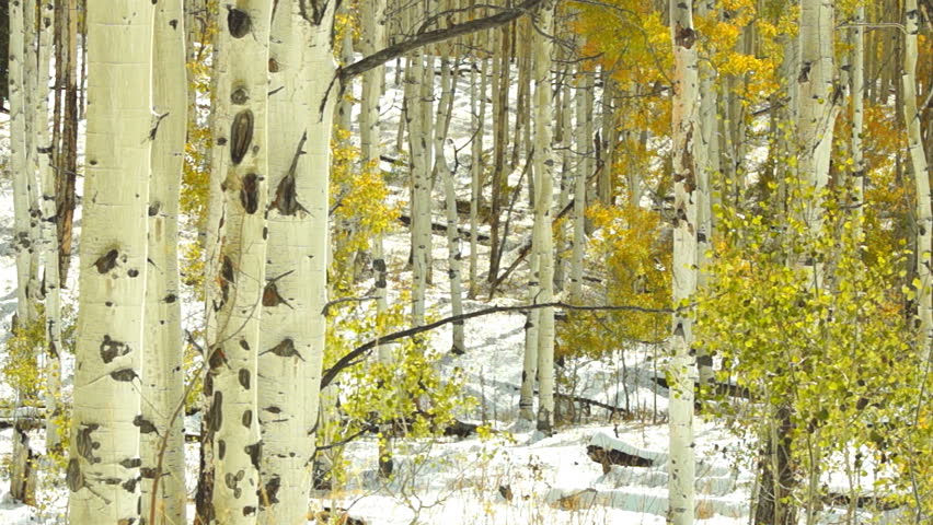 Aspen forest during October snowstorm in Colorado.