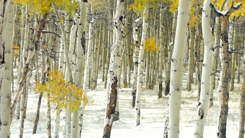 Aspen forest during October snowstorm in Colorado.