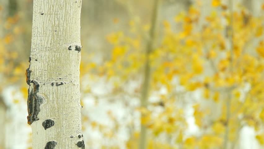 Aspen forest during October snowstorm in Colorado.