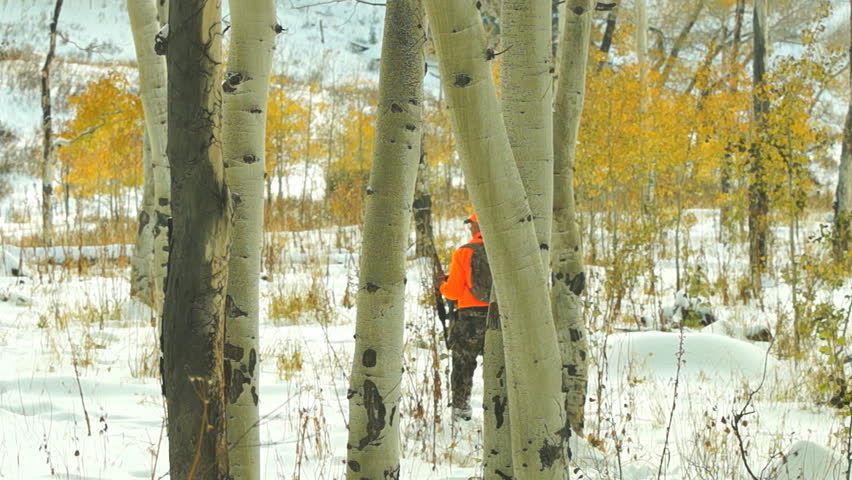 Elk Hunting in northern Colorado, Hunter stalking in blaze orange, October after