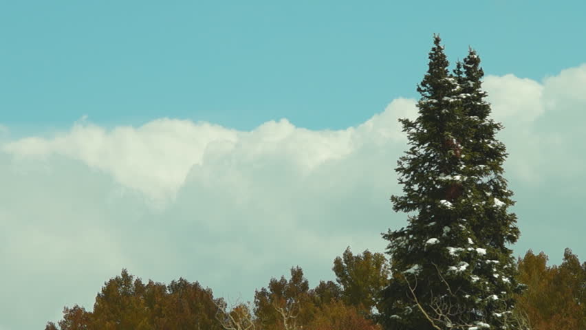 Spruce trees and cloud time lapse in northern Colorado.
