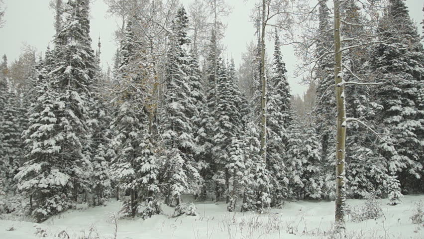 Spruce tree during blizzard in northern Colorado during October.