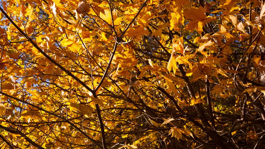 beautiful autumn yellow leaves - dolly shot