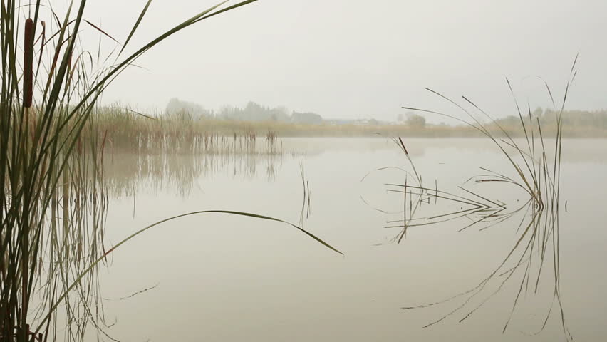 lake landscape in mist - stems of reeds reflected in water