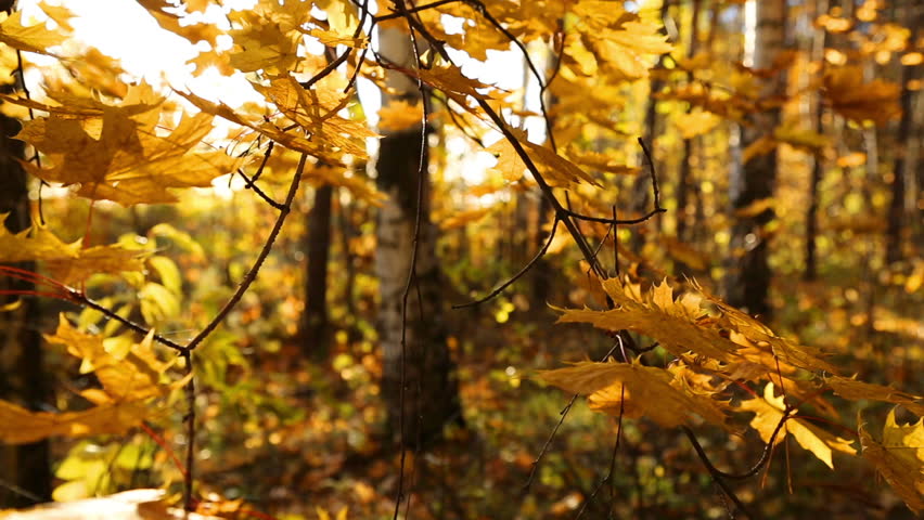 beautiful autumn yellow leaves and sun