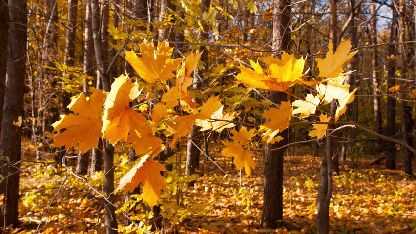 beautiful autumn yellow leaves
