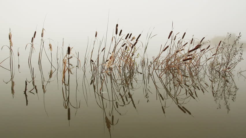 lake in mist - stems of reeds reflected in water