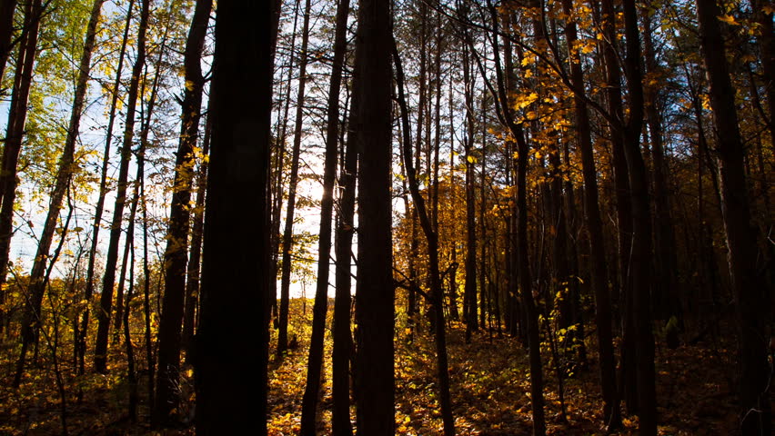 beautiful autumn forest with sun shining - dolly shot