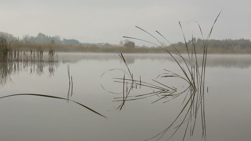 lake landscape in mist - stems of reeds reflected in water