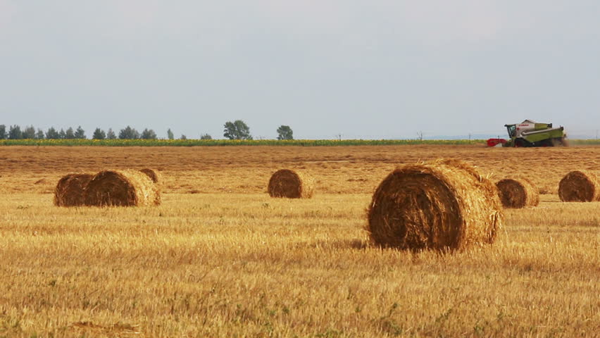 landscape with harvested bales of straw and combine-harvester