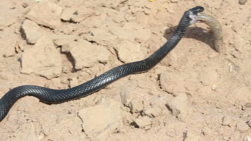 small adder snake with catching fish