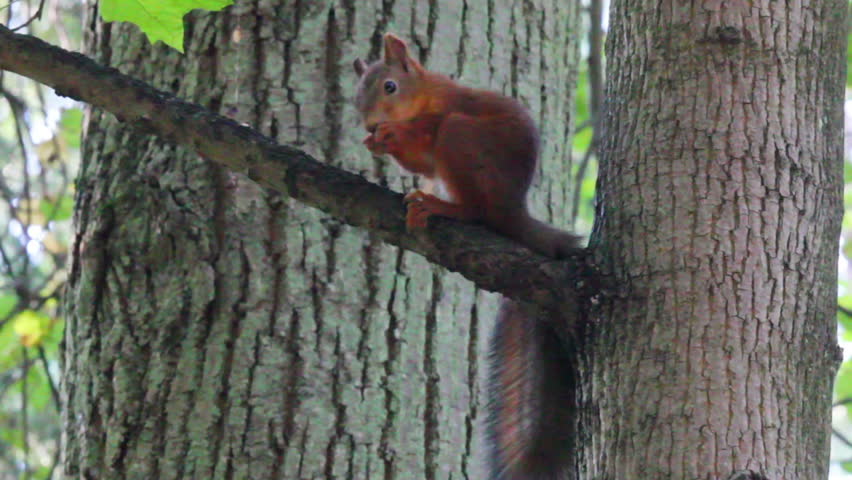 squirrel on tree in park
