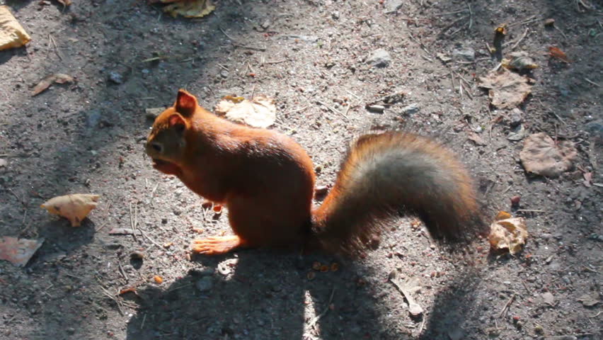 squirrel feeding with nuts in park