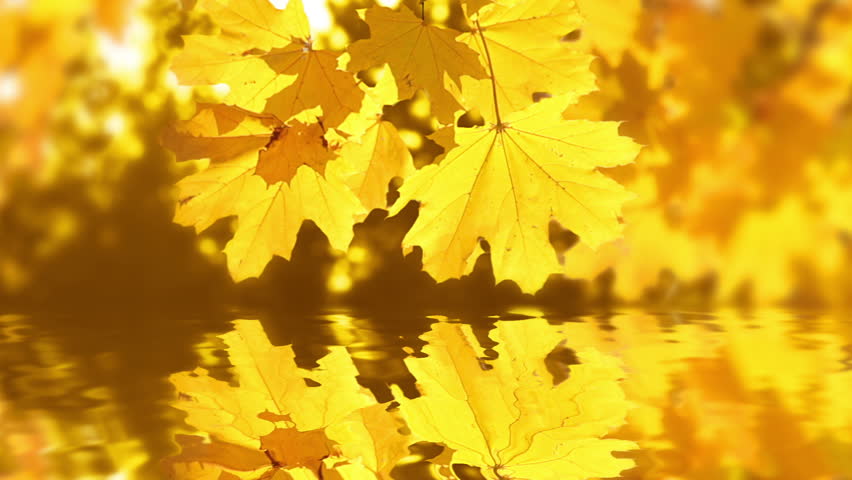 Autumn. Sunny day. Maple leaves reflected in the water