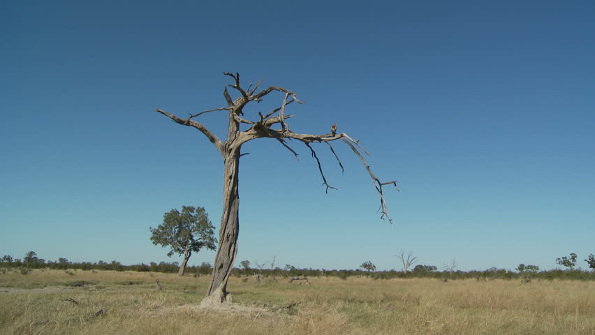 A zoom and pan to the left of a tawny eagle perched high on a dead tree