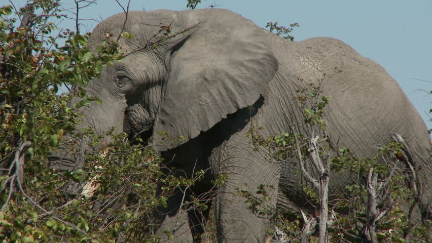 An african elephant feeds behind a mopane bush