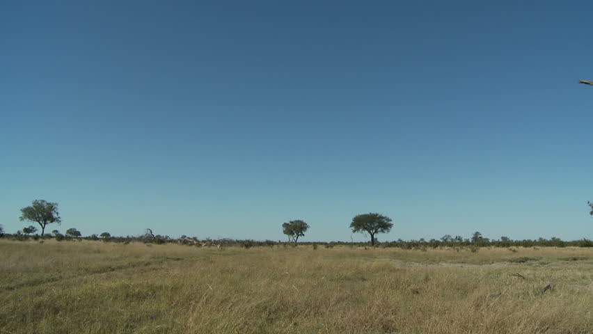 Pan of landscape in Savute, Botswana 