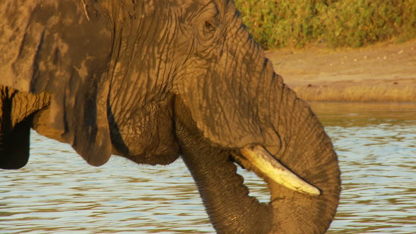 Elephant drinking from the Chobe river
