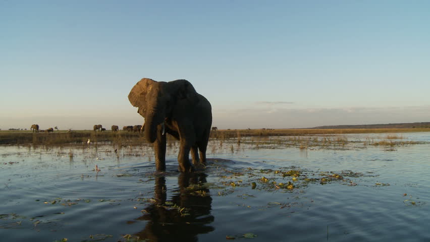 An elephants drinks from the Chobe River