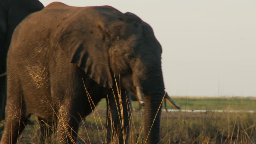 An african elephant wades into the river 