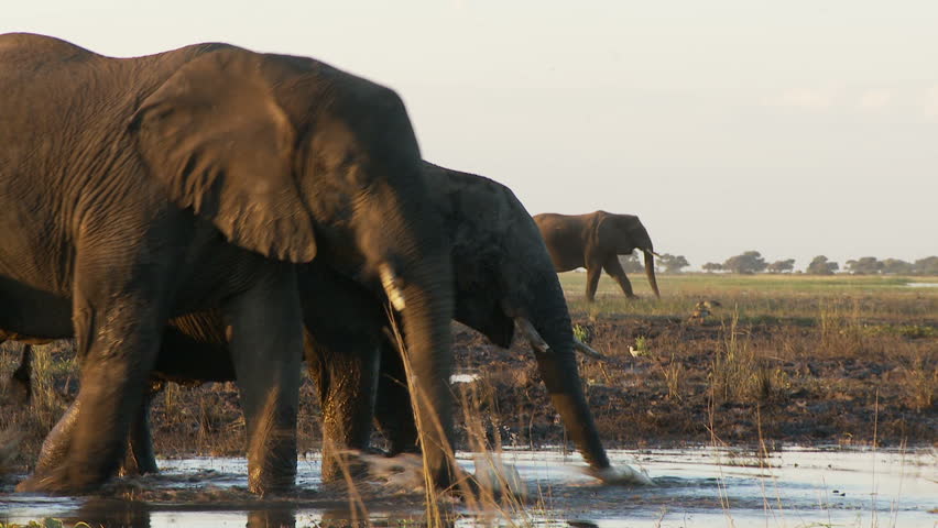 An african elephant wades into the river always alert for danger by using its