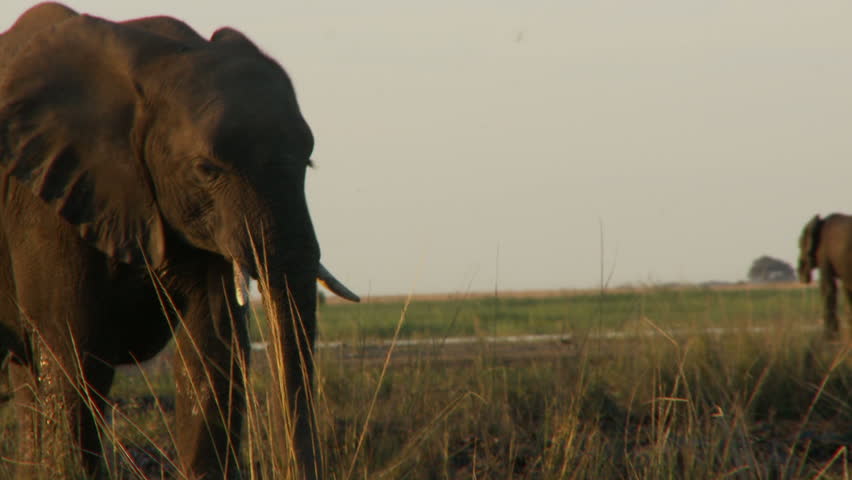 Male elephant walking down to the water's edge during sunset. A small gathering