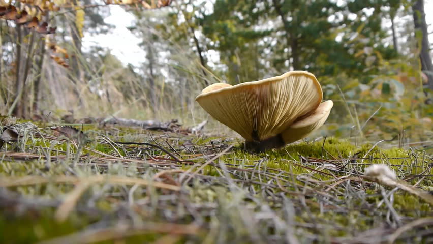 Mushroom in autumn