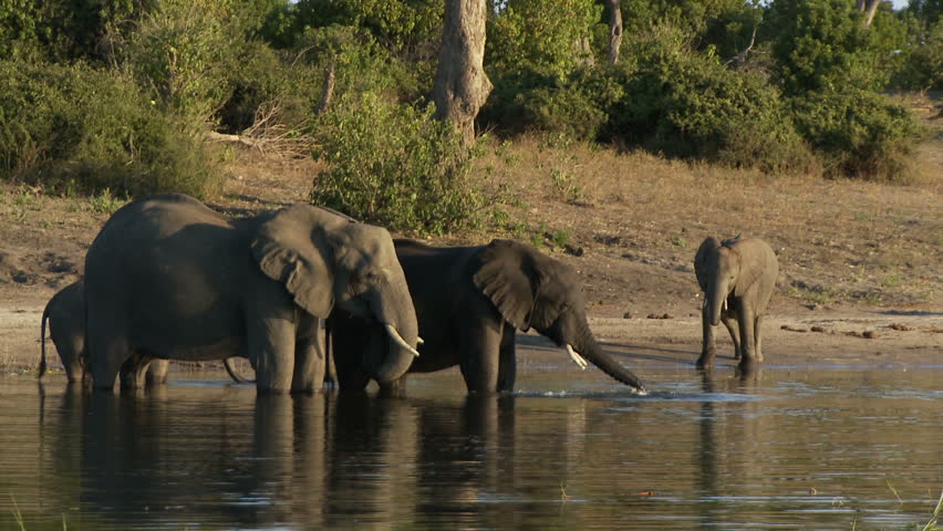 A small herd of elephants drinking from the Chobe River