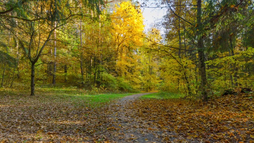 Autumn Forest, Timelapse Panorama Stock Footage Video (100% Royalty ...