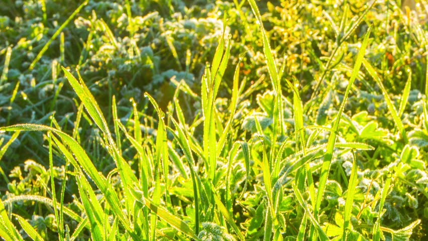 Frozen grass, macro timelapse