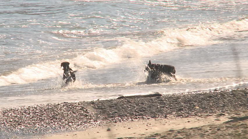 Three dogs playing in the surf