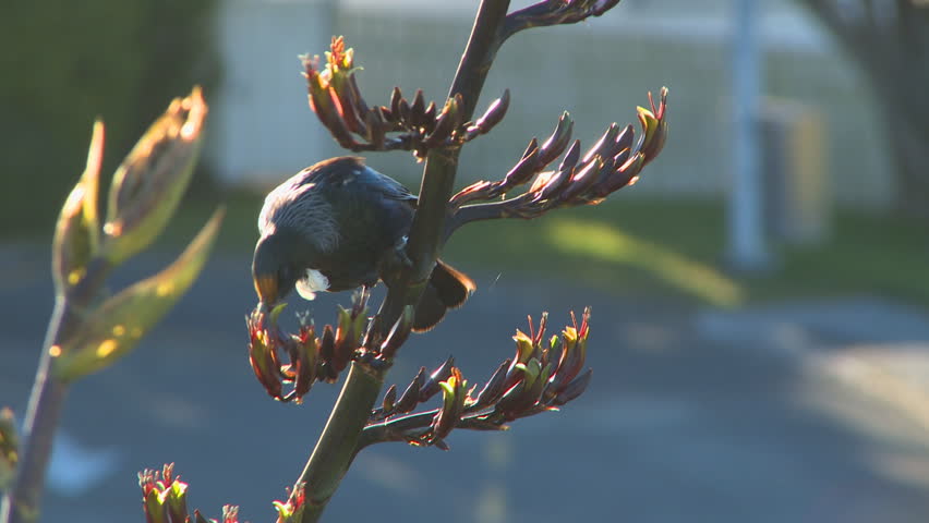 The Tui bird is native to New Zealand. Seen here are 2 tuis on a flax plant