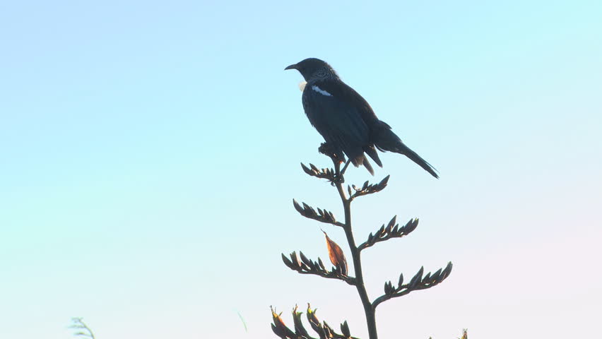The Tui bird is native to New Zealand. Seen here sitting on a flax plant