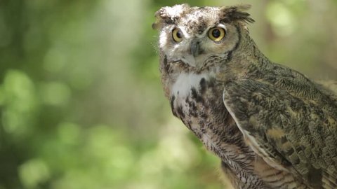 Watchful owl surveying its surroundings