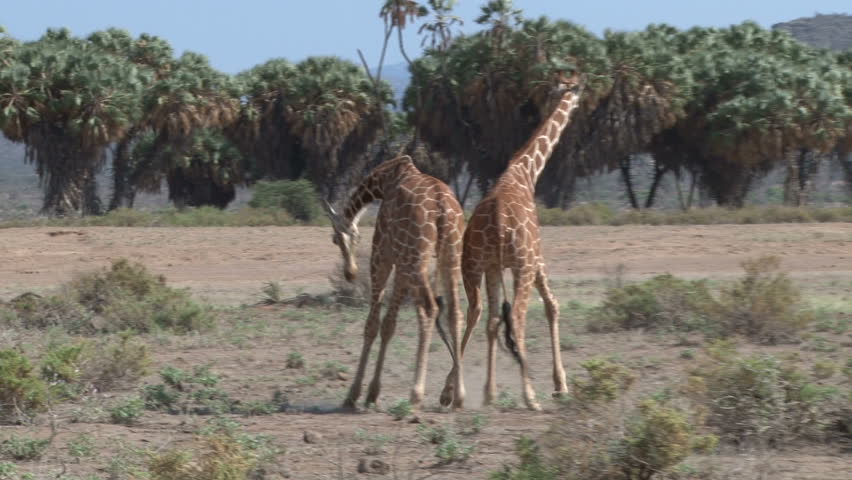 two bull giraffes fighting

