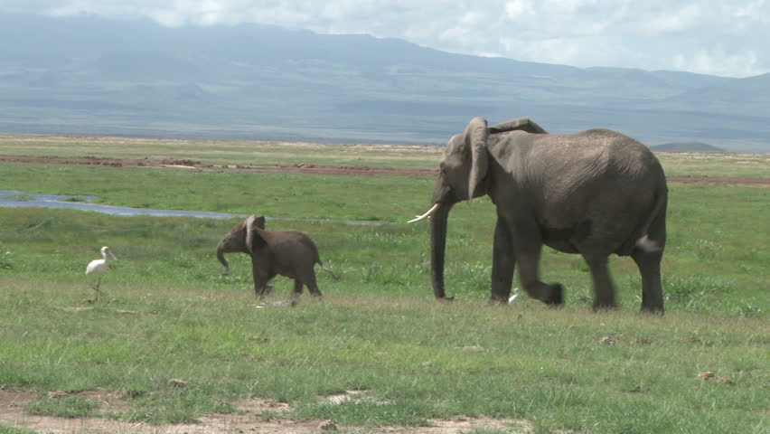 baby elephant walks away from mother
