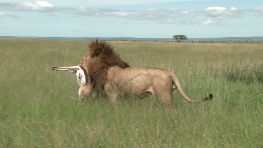 a lion carrying a Thomson gazelle in the mouth
