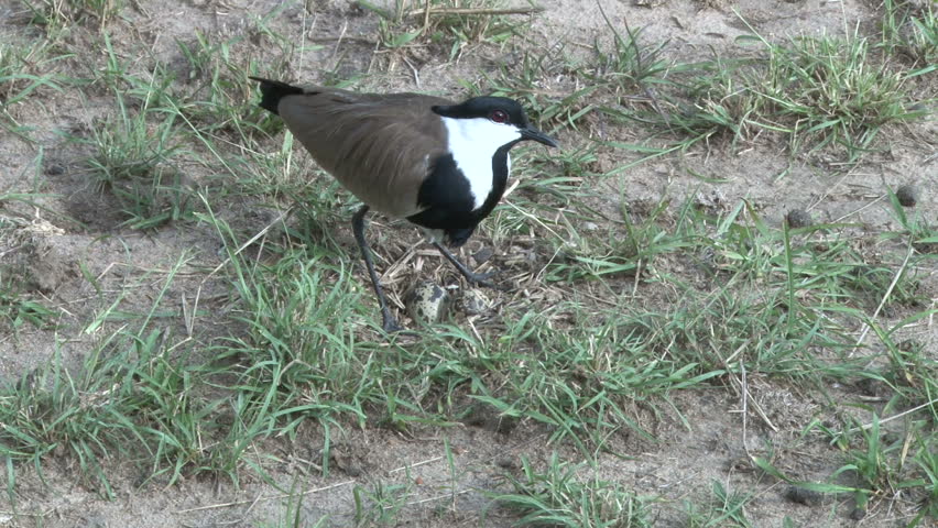 plover with eggs in a nest
