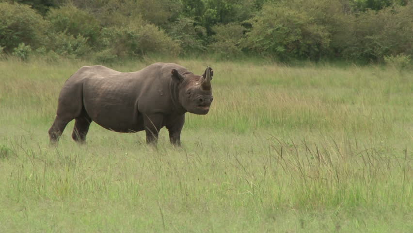 a black rhino grazing.
