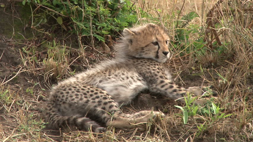 zoom of cheetah babies.
